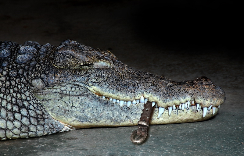 24 Montage-krokodil-_DDD6848-mit-schärfen als Smart-Objekt-1 als Smart-Objekt-1.jpg